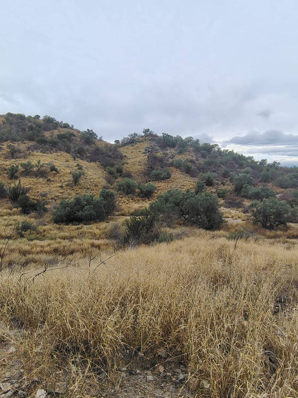 Caminatas por la Sierra de Sonora